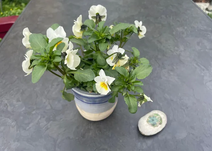 Bauwagen Maibeere キャンプ場